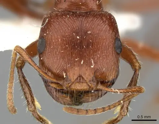 Pogonomyrmex anzensis - CASENT0235309