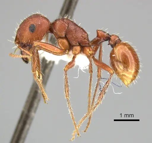 Pogonomyrmex anzensis - CASENT0235309