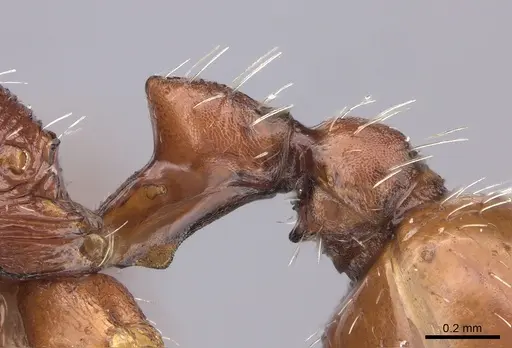 Pogonomyrmex anzensis - CASENT0235309