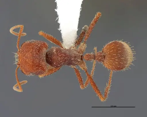 Pogonomyrmex anzensis - FMNHINS0000083122