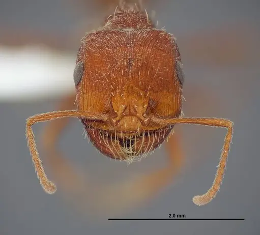 Pogonomyrmex anzensis - FMNHINS0000083122