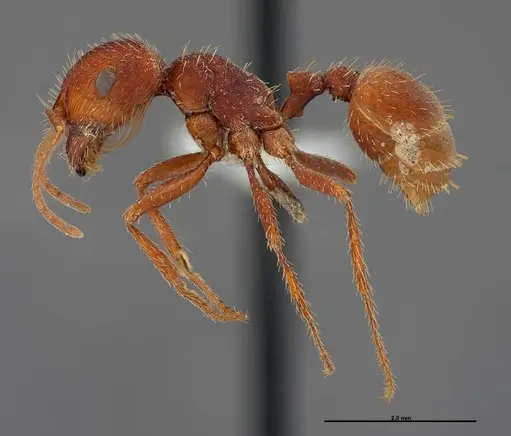 Pogonomyrmex anzensis - FMNHINS0000083122