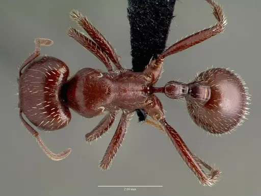 Pogonomyrmex apache specimen