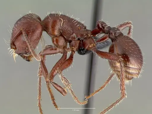 Pogonomyrmex apache specimen