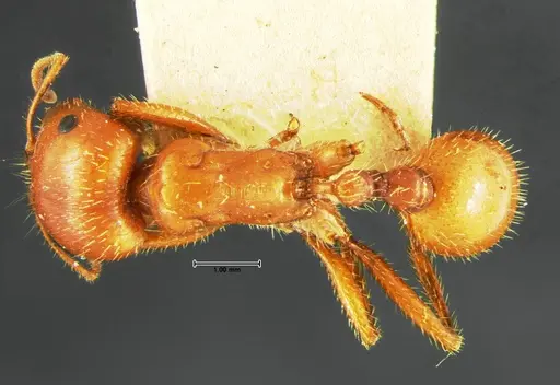 Pogonomyrmex apache - CASENT0105653