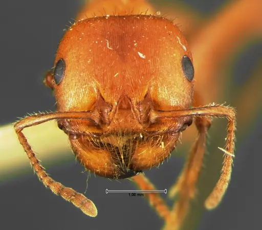 Pogonomyrmex apache - CASENT0105653