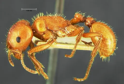 Pogonomyrmex apache - CASENT0105653