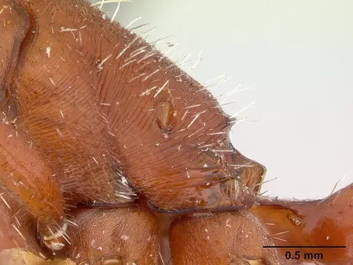 Pogonomyrmex apache - CASENT0178910