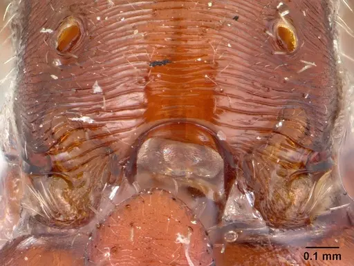 Pogonomyrmex apache - CASENT0178911