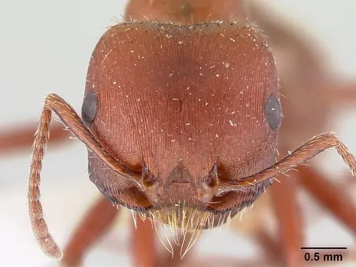 Pogonomyrmex apache - CASENT0178911