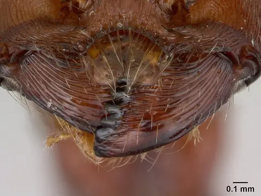 Pogonomyrmex apache - CASENT0178911