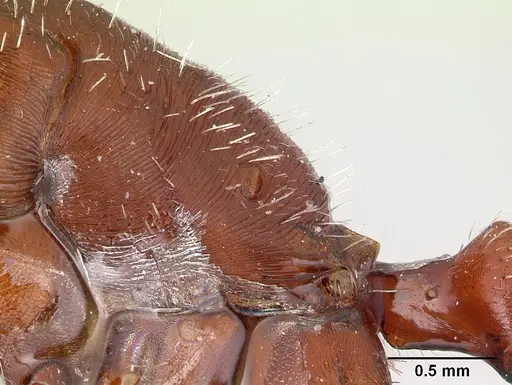 Pogonomyrmex apache - CASENT0178911