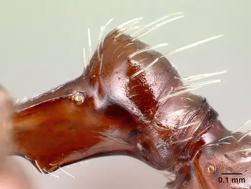 Pogonomyrmex apache - CASENT0217275