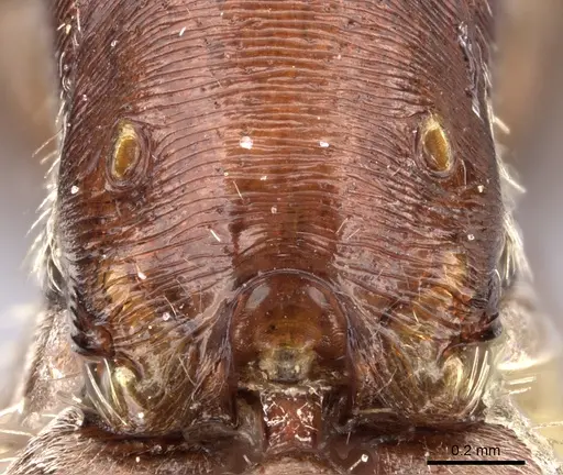 Pogonomyrmex apache - CASENT0217276