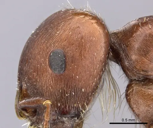 Pogonomyrmex apache - CASENT0217276