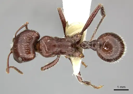 Pogonomyrmex apache - CASENT0235313