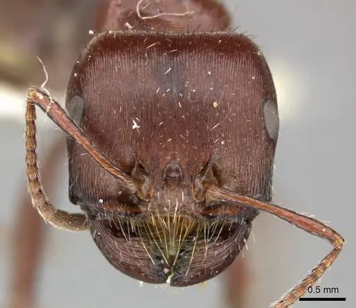 Pogonomyrmex apache - CASENT0235313
