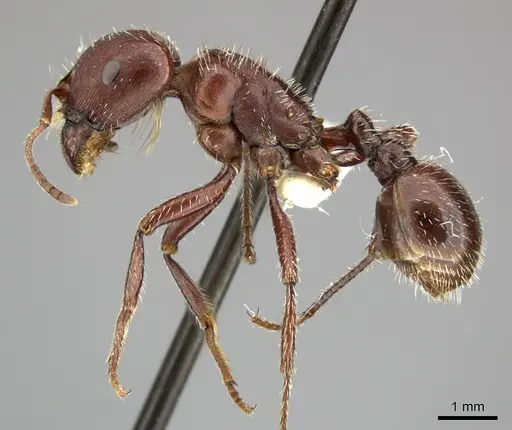 Pogonomyrmex apache - CASENT0235313