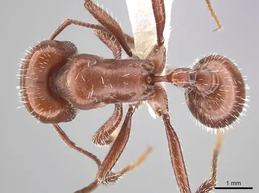 Pogonomyrmex apache - CASENT0619958