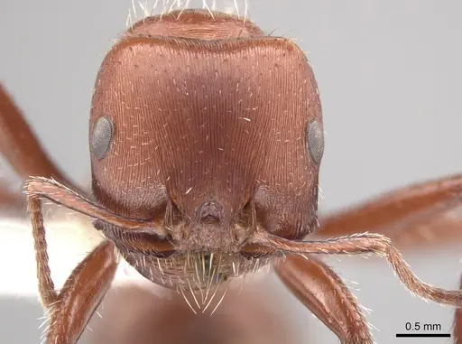 Pogonomyrmex apache - CASENT0619958