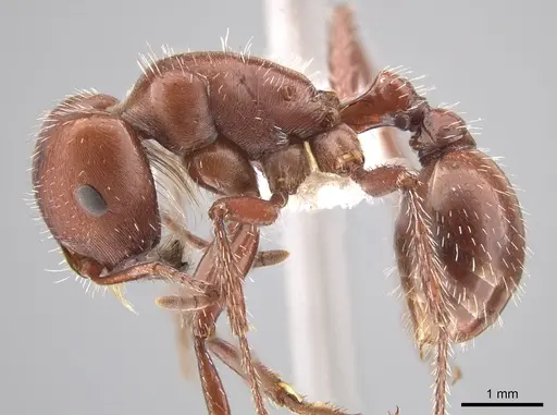 Pogonomyrmex apache - CASENT0619958