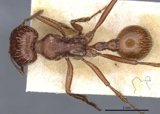 Pogonomyrmex apache - CASENT0904114