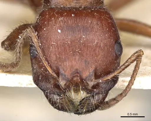 Pogonomyrmex apache - CASENT0904114