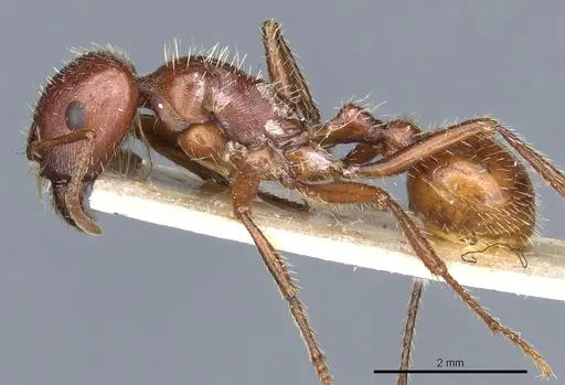 Pogonomyrmex apache - CASENT0904114