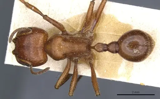 Pogonomyrmex apache - CASENT0904117