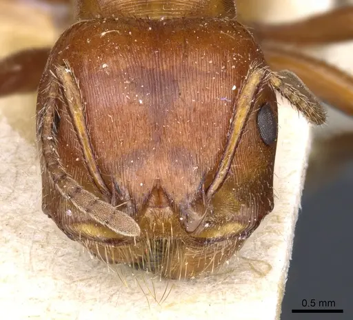 Pogonomyrmex apache - CASENT0904117