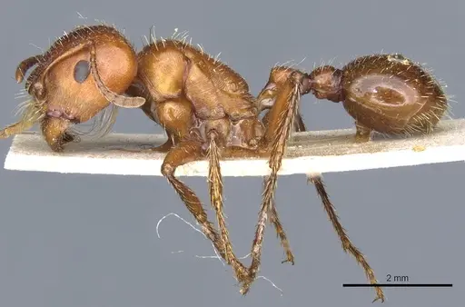 Pogonomyrmex apache - CASENT0904117