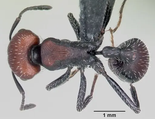 Pogonomyrmex apterogenos specimen