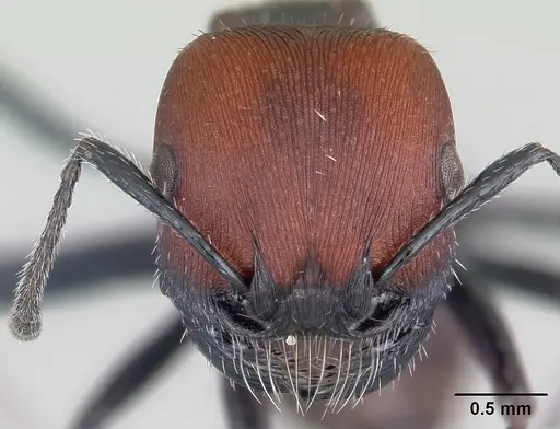 Pogonomyrmex apterogenos specimen
