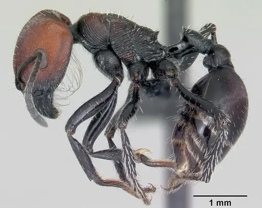 Pogonomyrmex apterogenos specimen