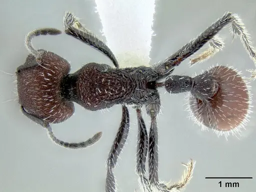 Pogonomyrmex araucania specimen