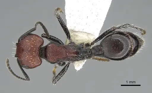 Pogonomyrmex atacama specimen