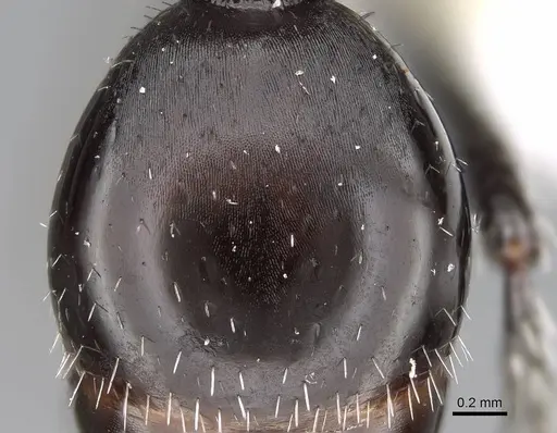 Pogonomyrmex atacama specimen