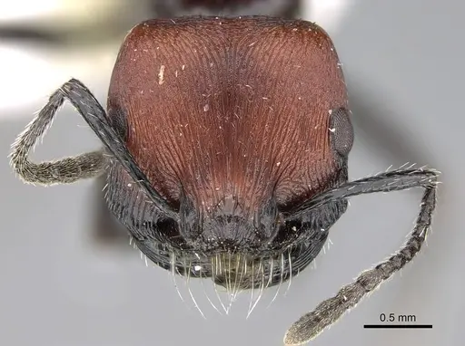 Pogonomyrmex atacama specimen