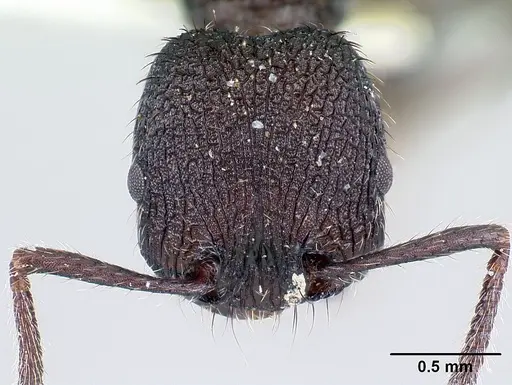 Pogonomyrmex aterrimus specimen