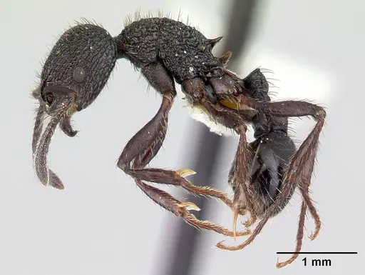 Pogonomyrmex aterrimus specimen