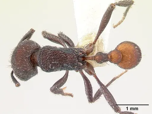Pogonomyrmex aterrimus - CASENT0217241