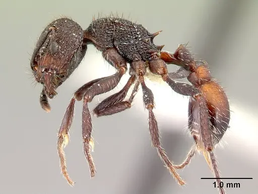 Pogonomyrmex aterrimus - CASENT0217241