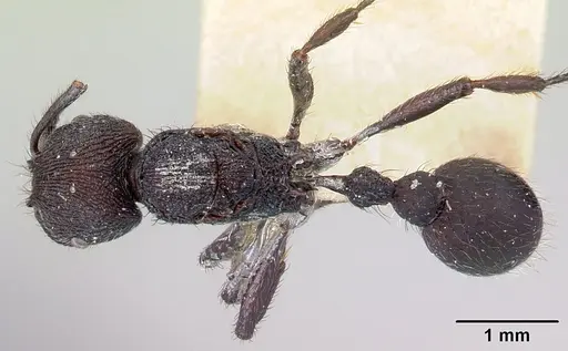 Pogonomyrmex aterrimus - CASENT0217248