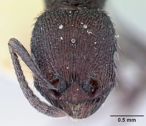 Pogonomyrmex aterrimus - CASENT0217248