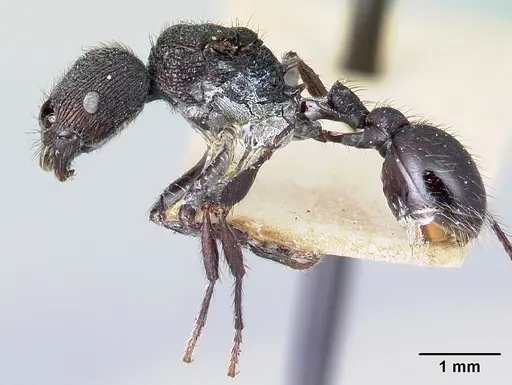 Pogonomyrmex aterrimus - CASENT0217248