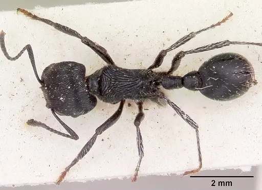 Pogonomyrmex atratus specimen