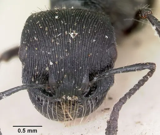 Pogonomyrmex atratus specimen