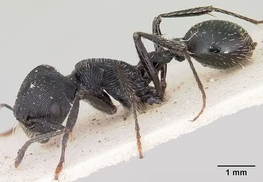 Pogonomyrmex atratus specimen