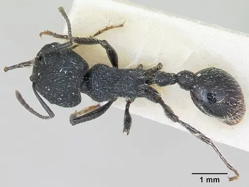Pogonomyrmex atratus - CASENT0173346