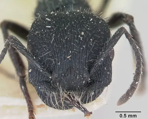 Pogonomyrmex atratus - CASENT0173346